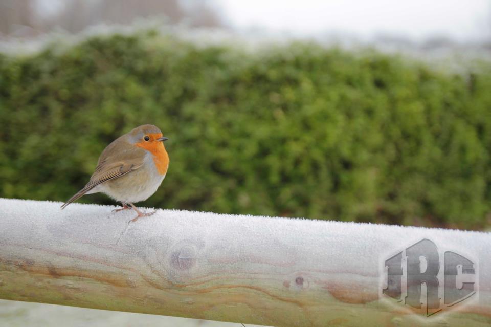 JRC - 5998066264945840335841142503277n.jpg